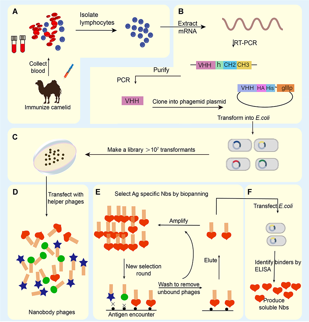 Figure 1 Schematic overview of nanobody generation. (A) Extracting a cDNA from peripheral blood obtained from a camelid after immunized. (B) Extracting Total mRNA and reversely transcribing into cDNA, then amplifying the VHH, the phage display vector and the VHH are digested by restriction enzymes, and the two fragments are connected. (C) Constructing natural or immune camelid-derived nanobody libraries. (D–F) Obtaining antigen-specific nanobody by multiple screening (adopted from Sun et al. 2021).